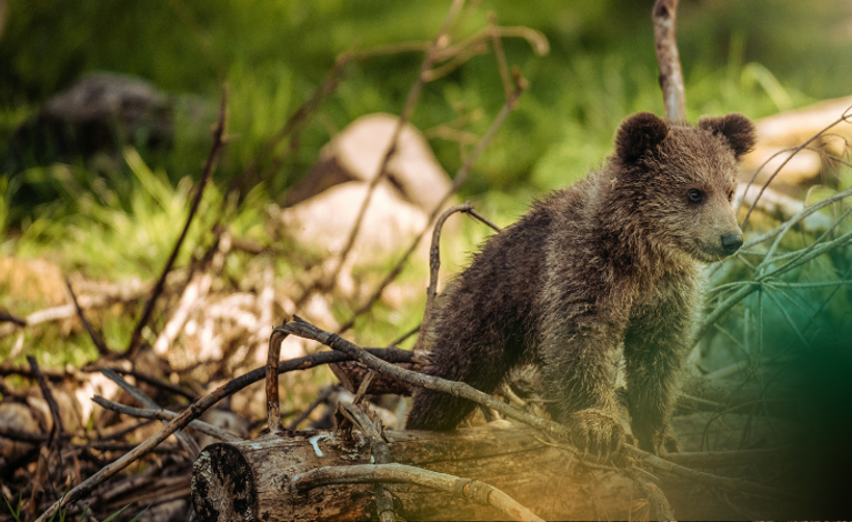 Support ClientEarth USA