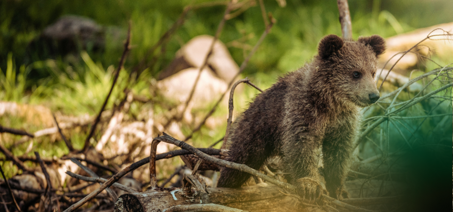 Support ClientEarth USA