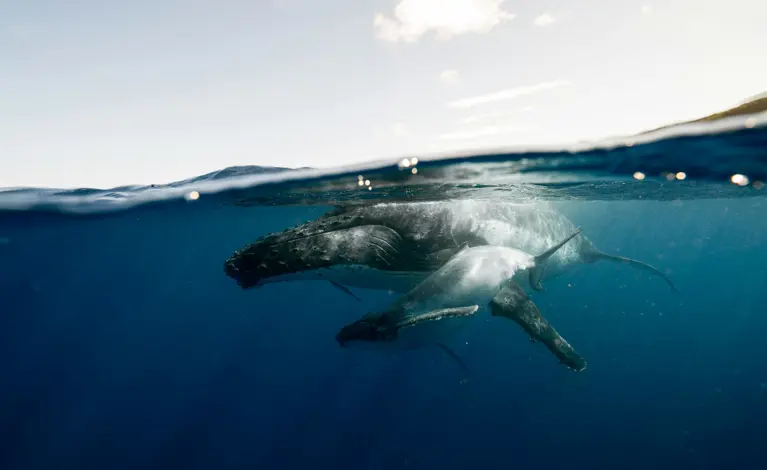 Earth Day: All donations 2x matched 