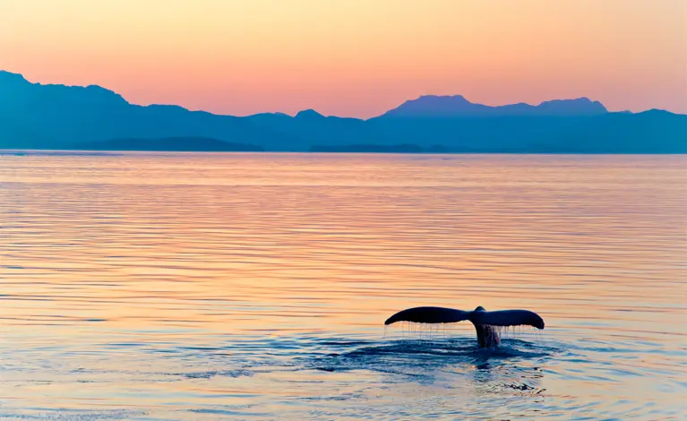 Become an Earth Ally and help secure a livable planet.