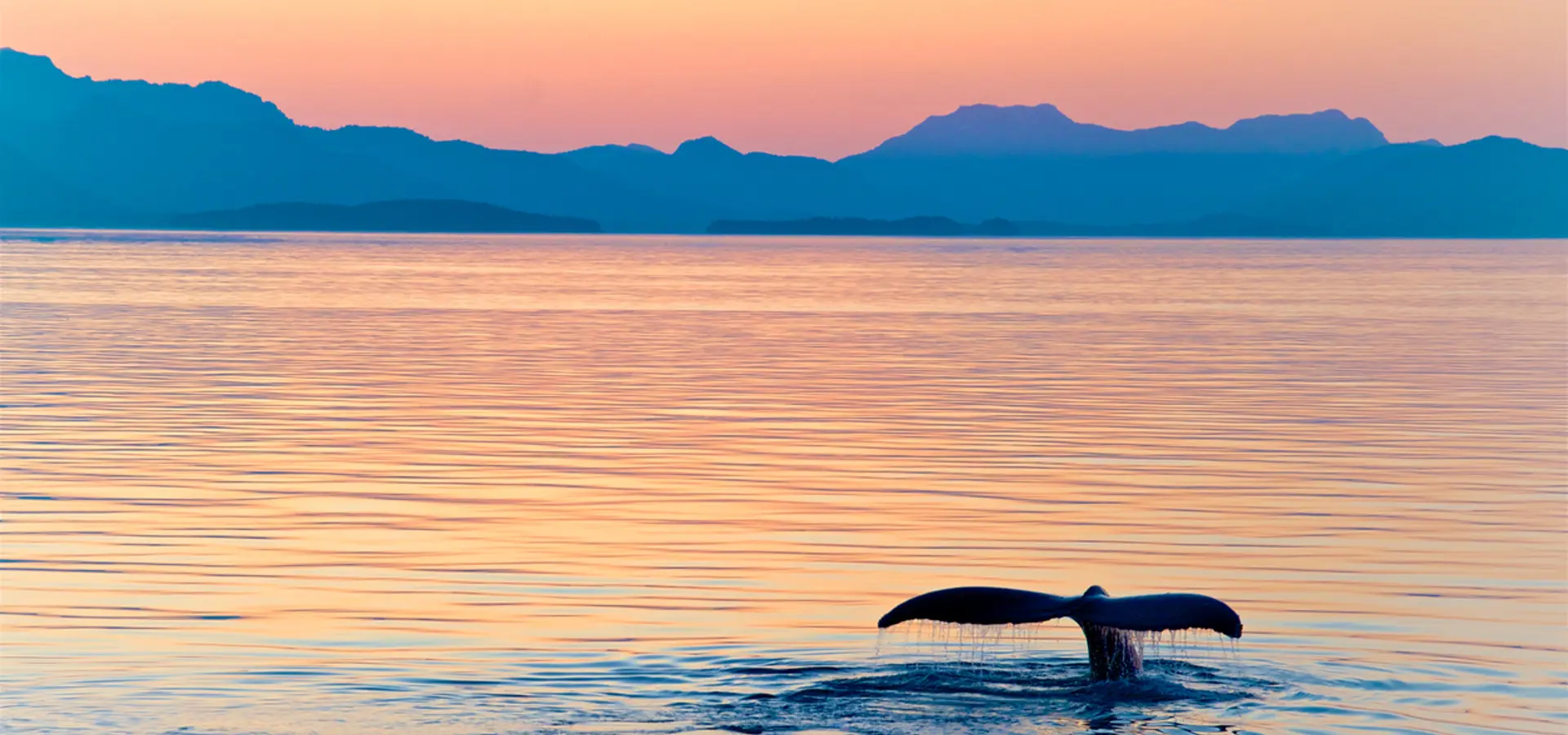 Become an Earth Ally and help secure a livable planet.